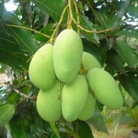 மாங்காய்(Mango)